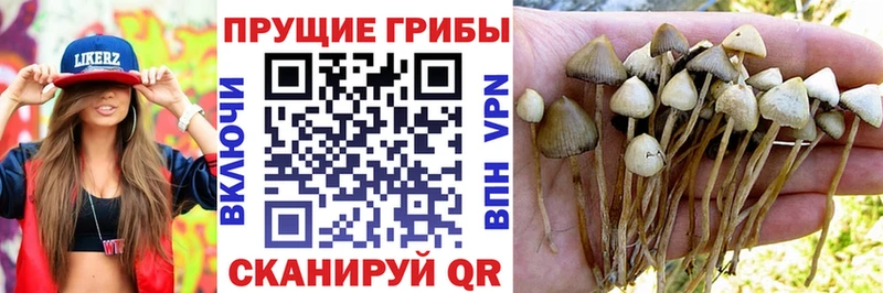 что такое   Георгиевск  Галлюциногенные грибы мухоморы 